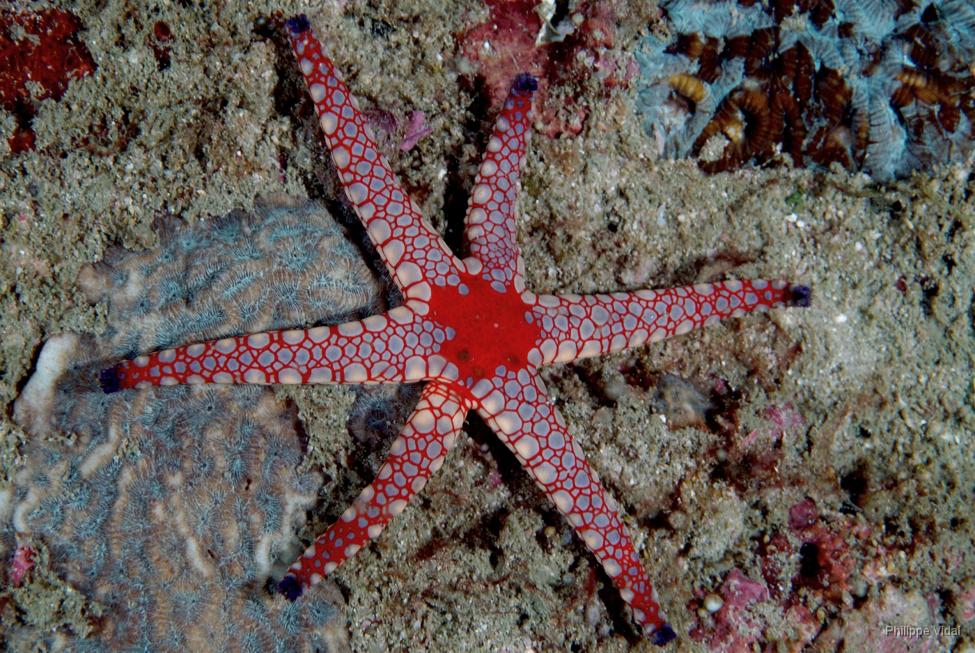Birmanie - Mergui - 2018 - DSC03081 - Peppermint sea star - Etoile de mer marbree - Fromia monilis.jpg